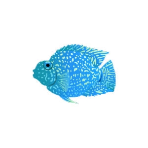 Aqua Jellybean Parrot Cichlid